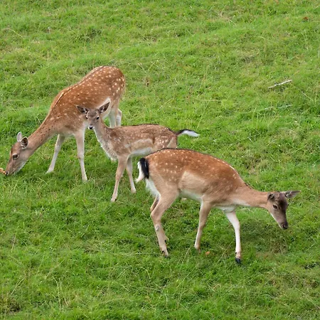 Hotel Waldhotel Felsenkeller Bad Iburg