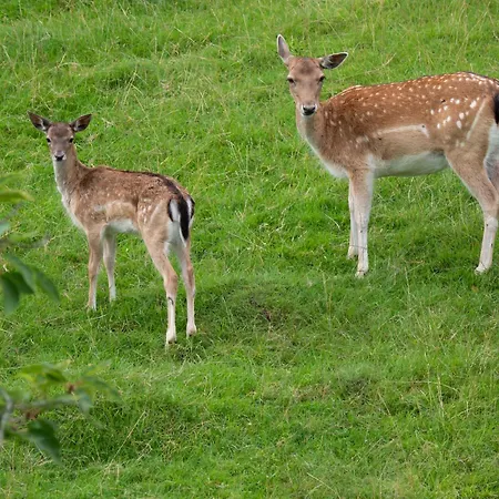 Waldhotel Felsenkeller 2*
