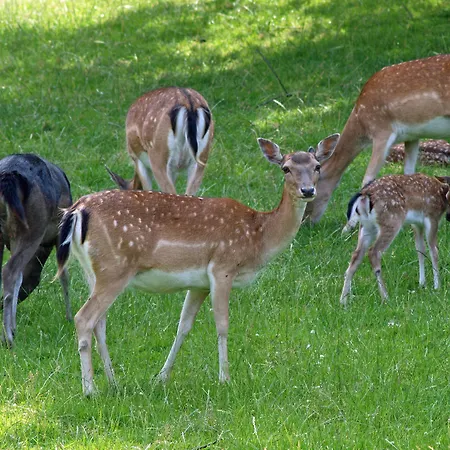 Waldhotel Felsenkeller Hotel Bad Iburg
