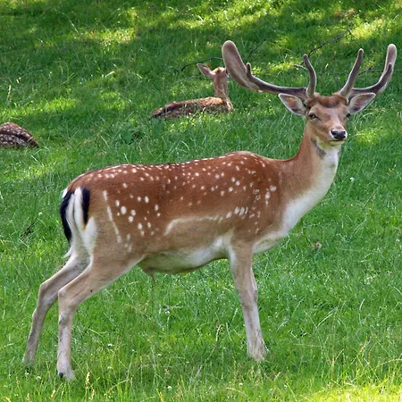 Hotel Waldhotel Felsenkeller 2*