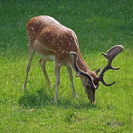 Waldhotel Felsenkeller 2*