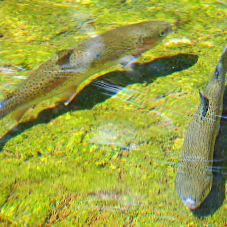 Waldhotel Felsenkeller 2*