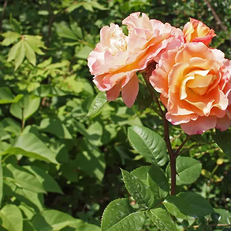 Waldhotel Felsenkeller