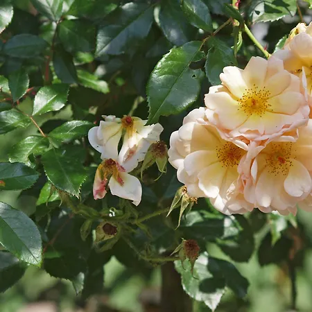 Hotel Waldhotel Felsenkeller 2*