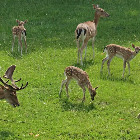 Waldhotel Felsenkeller