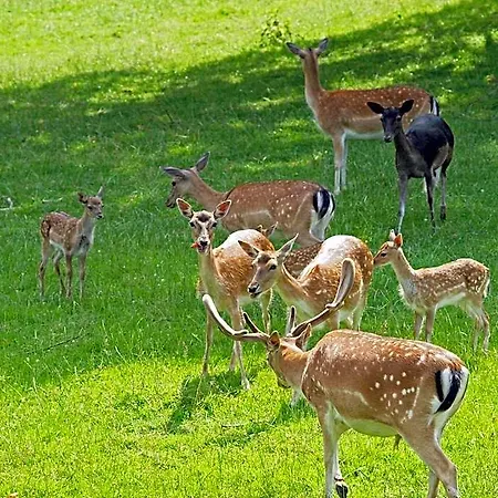 Waldhotel Felsenkeller Am Teutoburger Wald