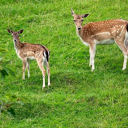 Waldhotel Felsenkeller Am Teutoburger Wald